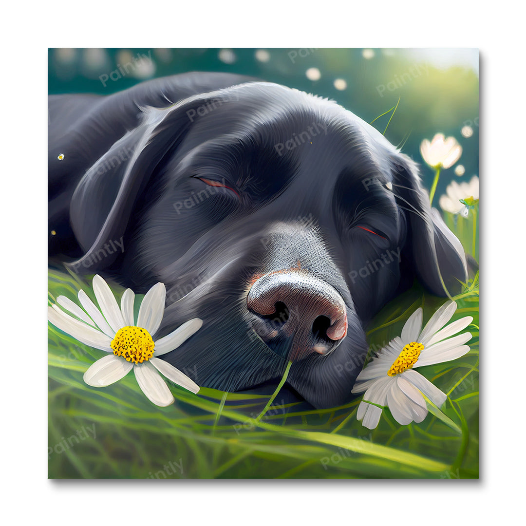 Labrador's Daisies II (Paint by Numbers)